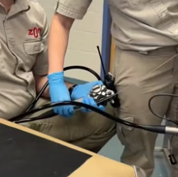 N2604008_Kind people rescued an injured mother jaguar, and then this happened…PART 2