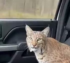 T2604008_A Pregnant Bobcat Jumped Into His Car � PART 2