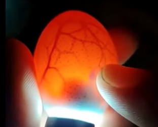 T2604009_He Found An Abandoned Egg And Took It Home � PART 2#shorts_part2