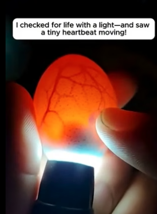 T2604009_He Found An Abandoned Egg And Took It Home � PART 2#shorts_part2