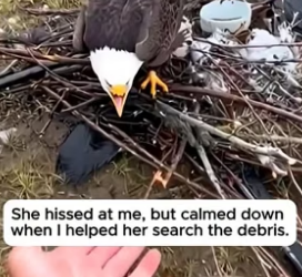 T2804002_He Helped The Crying Eagle Find Her Surviving Egg ❤️ PART 2