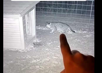 T2804006_She Fought A Wild Bobcat To Save Her Rabbit Friend � PART 2
