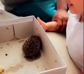 T3004005_I found a baby hedgehog and saved it PART 2