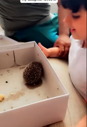 T3004005_I found a baby hedgehog and saved it PART 2