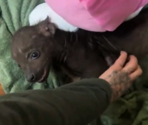 T3004006_Rescue a baby hyena PART 2
