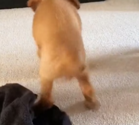 T3004007_Rescue a puppy PART 2