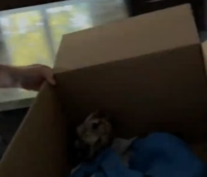 T3004008_I found a sick owl and saved it PART 2