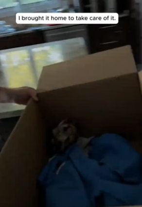 T3004008_I found a sick owl and saved it PART 2