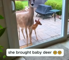 T3004001_Rescue a baby deer and then PART 2