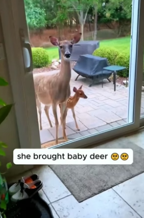 T3004001_Rescue a baby deer and then PART 2