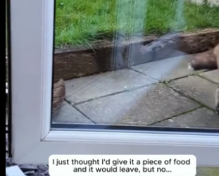 T3004003_This fox got lost from it’s pack and then… PART 2