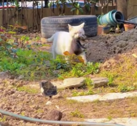 T2604010_I found a cat family she has two very cute babies now it was members of family � PART 2