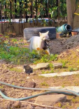 T2604010_I found a cat family she has two very cute babies now it was members of family � PART 2