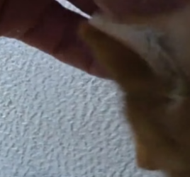 T2804006_Rescue a kitten PART 2