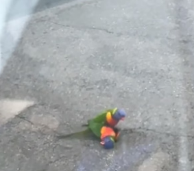 T2804012_A parrot is trying to save it’s friend and I help him PART 2