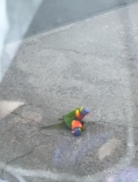 T2804012_A parrot is trying to save it’s friend and I help him PART 2