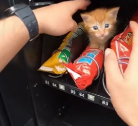 R3004006_Her Baby Was Trapped In A Vending Machine � PART 2