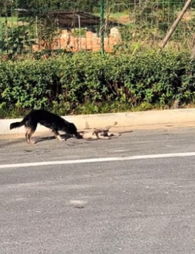 S2804009_The weak resistance of the little dog. The road was crowded so I couldn’t go over and save it PART 2