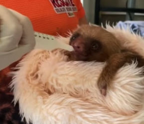 T3004015_The man saved a baby sloth underwater PART 2