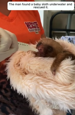 T3004015_The man saved a baby sloth underwater PART 2