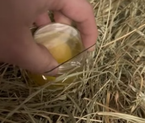 T3004014_I found a briken egg and tried to revive it PART 2