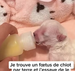 P3004016_Je trouve un fœtus de chiot  par terre et j’essaye de le sauver et la suite est bouleversante  �� PART 2