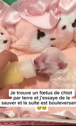 P3004016_Je trouve un fœtus de chiot  par terre et j’essaye de le sauver et la suite est bouleversante  �� PART 2