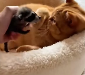 P3004015_Quand mon chat adopte un bébé  raton… une amitié improbable ne entre eux regarde la suite  ��� PART 2