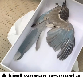 N3004005_A kind woman rescued a trapped magpie, and then…PART 2