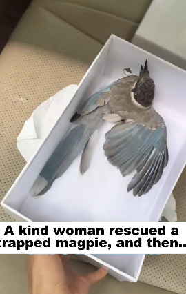 N3004005_A kind woman rescued a trapped magpie, and then…PART 2