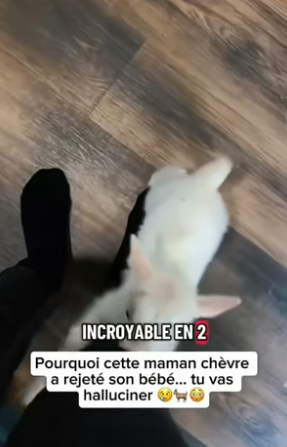 P3004002_Cette maman chèvre rejette son petit ��PARTIE 2
