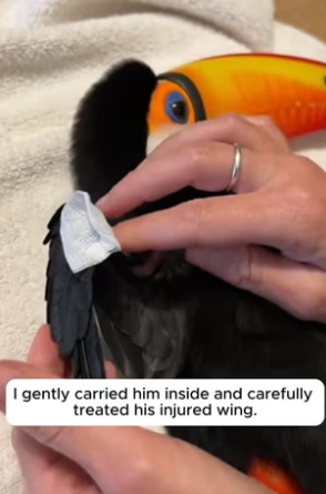 R3004016_She Saved the Toucan Bird And They Never Left ❤️PART 2