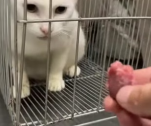R3004014 She Refused to Eat Because Her Kittens Were Starving 🥺PART 2