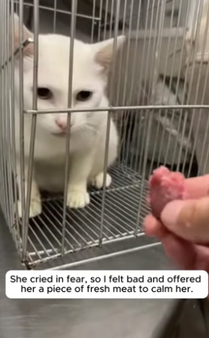 R3004014 She Refused to Eat Because Her Kittens Were Starving 🥺PART 2