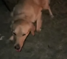 R3004013_He Saved the Tied Up Dog And He Never Looked Back ❤️PART 2