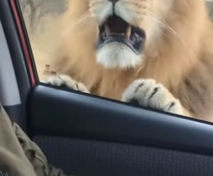 R3004017_The Lion Wanted the Kitten But He Protected Her �❤️PART 2