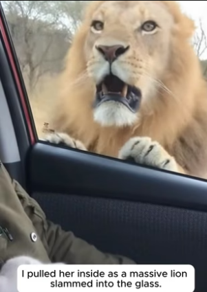 R3004017_The Lion Wanted the Kitten But He Protected Her �❤️PART 2