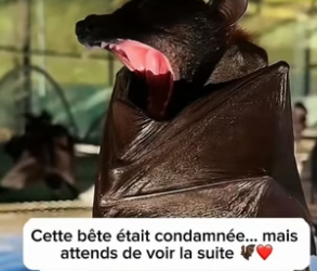 P3004001_Regarde ce que j’ai sauvé pris au piège dans des barbelés �PARTIE 2