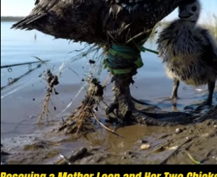 B3004015_Rescuing a mother loon and her chicks from a fishing line PART 2