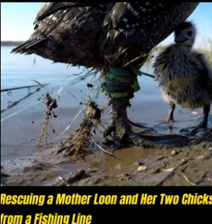 B3004015_Rescuing a mother loon and her chicks from a fishing line PART 2