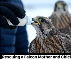 B3004011_Rescuing a Falcon Mother and Chick in snowy highway overpass PART 2