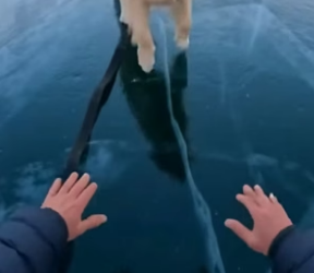 S0205005_My brave dog saved a Polar bear PART 2