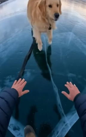 S0205005_My brave dog saved a Polar bear PART 2