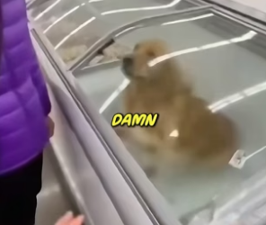 S0205004_A Woman Was Laughing at My Freezing Dog – Rescue Mission PART 2