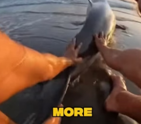 S0205001_A shark nearly ate me…� PART 2