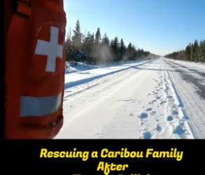 B3004016_Saving a caribou family after a traffic collision in the forests of Alaska PART 2