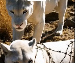 P2804011_Ce puma cherche de l’aide et veut me montrer quelque chose ��PARTIE 2