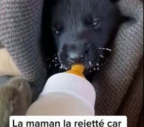 P2804010_Cette maman loup abandonné son petit �PARTIE 2