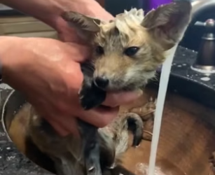 B3004007_This couple found a baby fox stuck under their car and adopted it PART 2