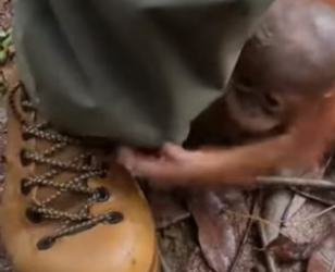R3004018 He Saved Him and the Orangutan Never Forgot 🥺PART 2